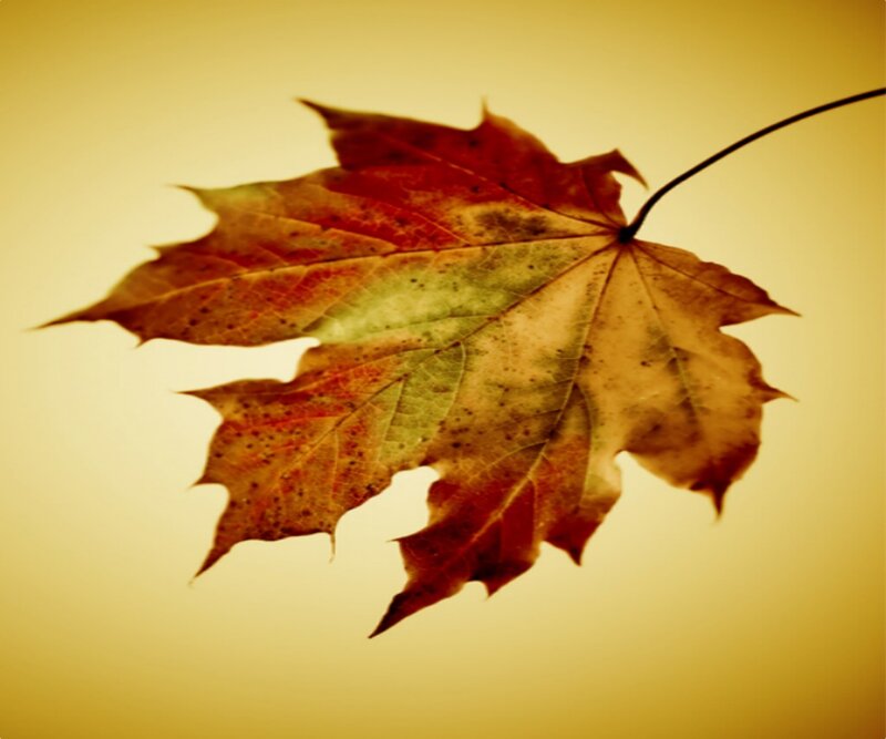 autumn maple leaf