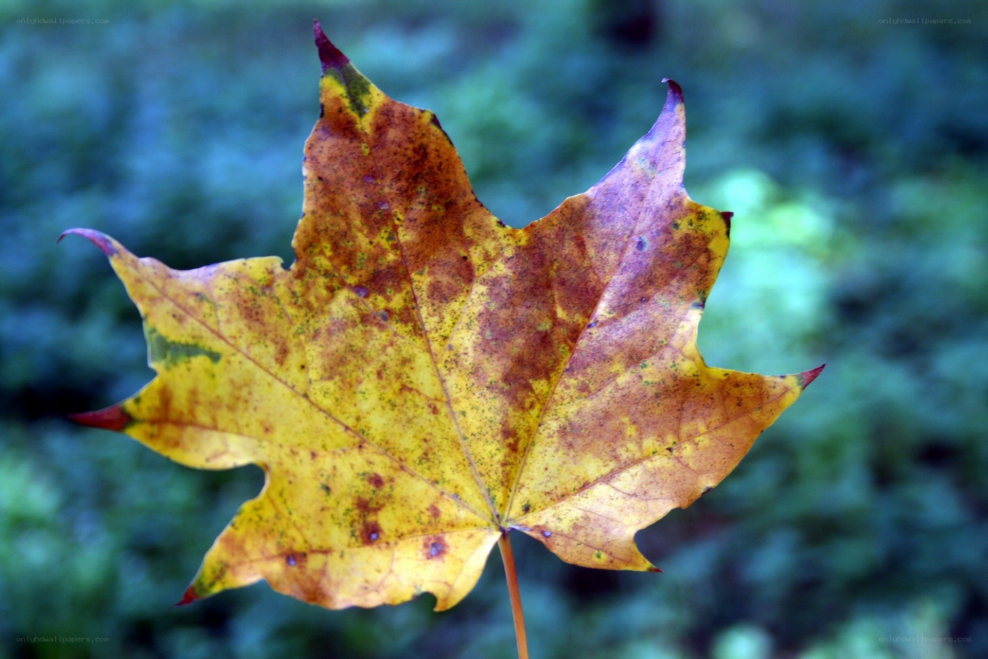 autumn maple leaf