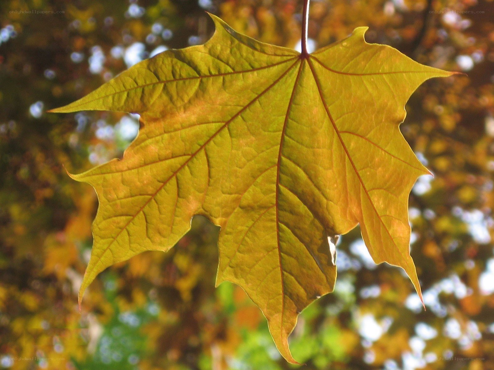 autumn maple leaf