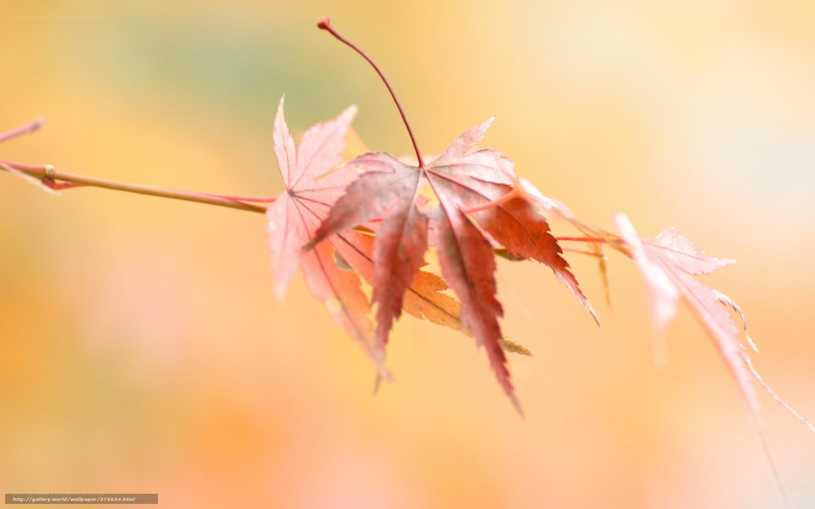 Autumn maple leaf branch