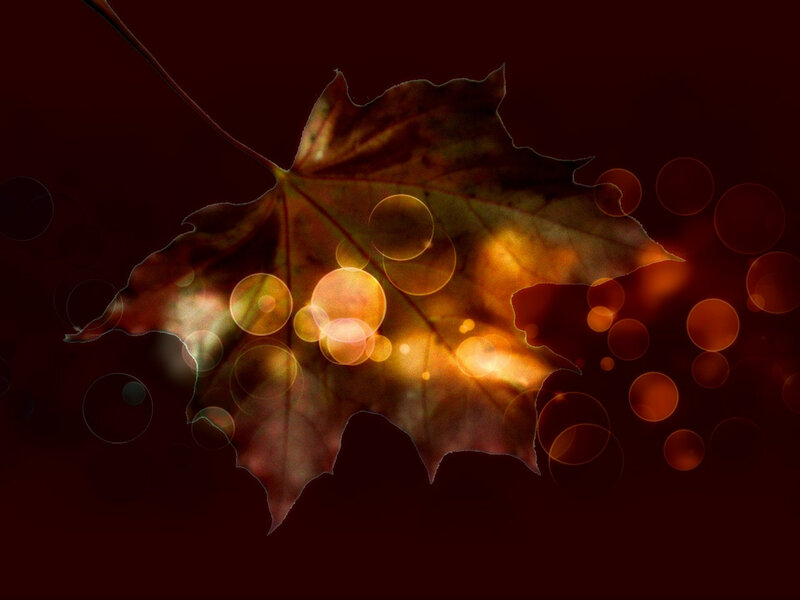 Autumn Maple Leaf — Brown