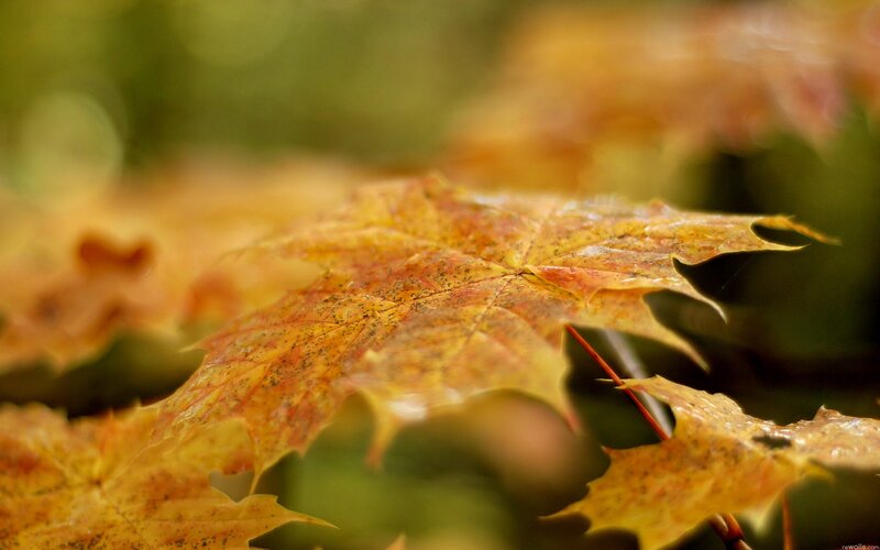 autumn maple leaf close-up