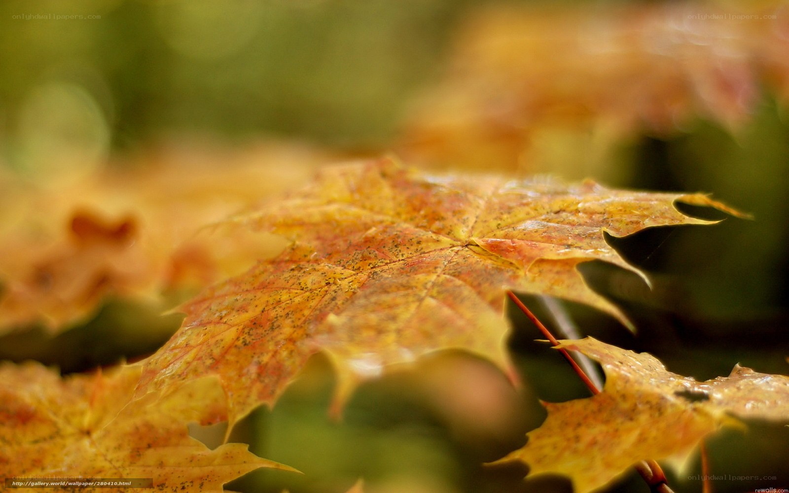 Autumn maple leaf close-up