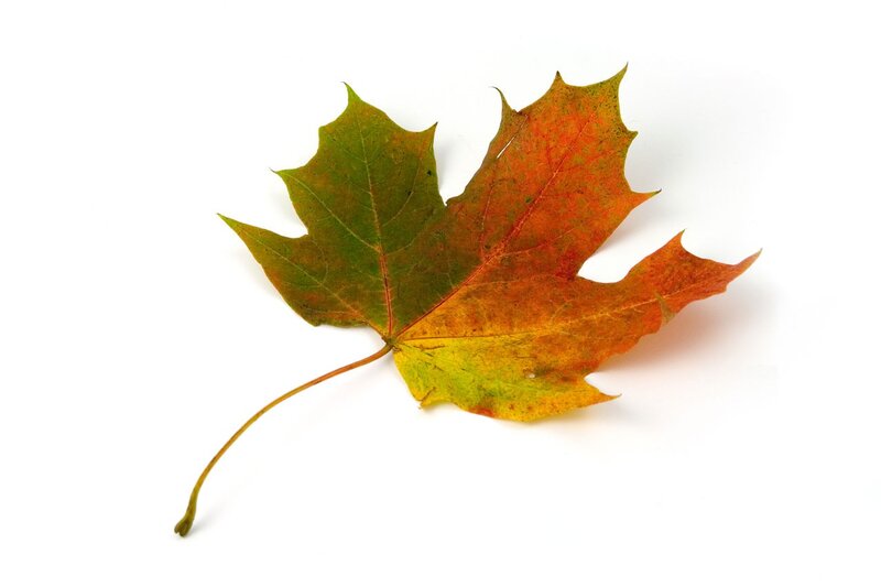 Autumn Maple Leaf — Green, Calm