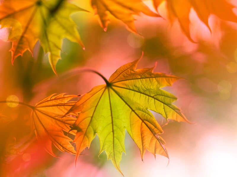Autumn Maple Leaf — Green