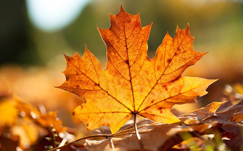 Autumn Maple Leaf — Ground