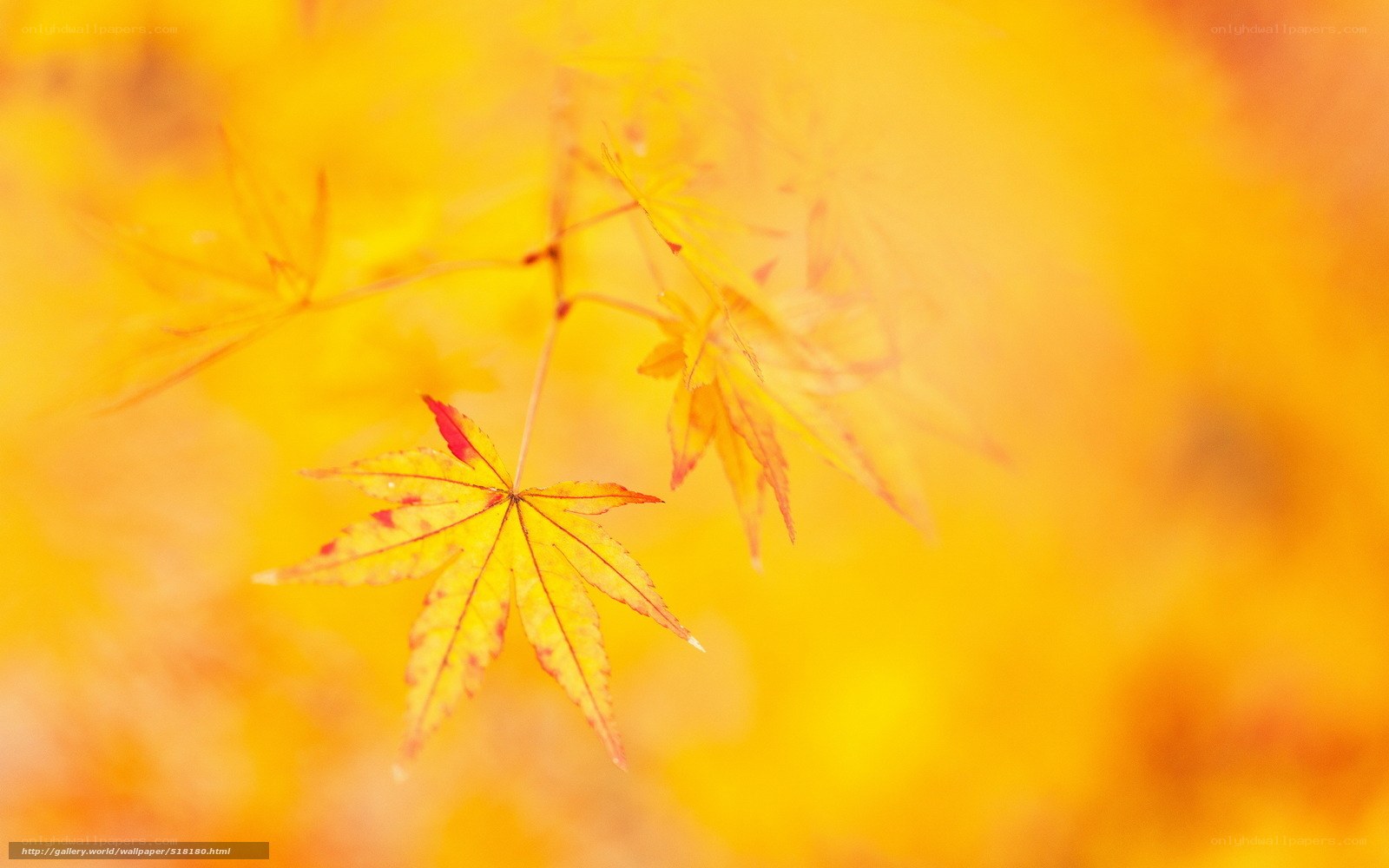 Autumn maple leaf in golden light