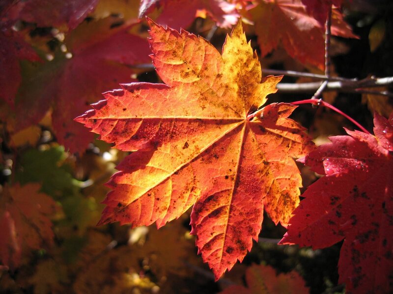 Autumn maple leaf in sunlight