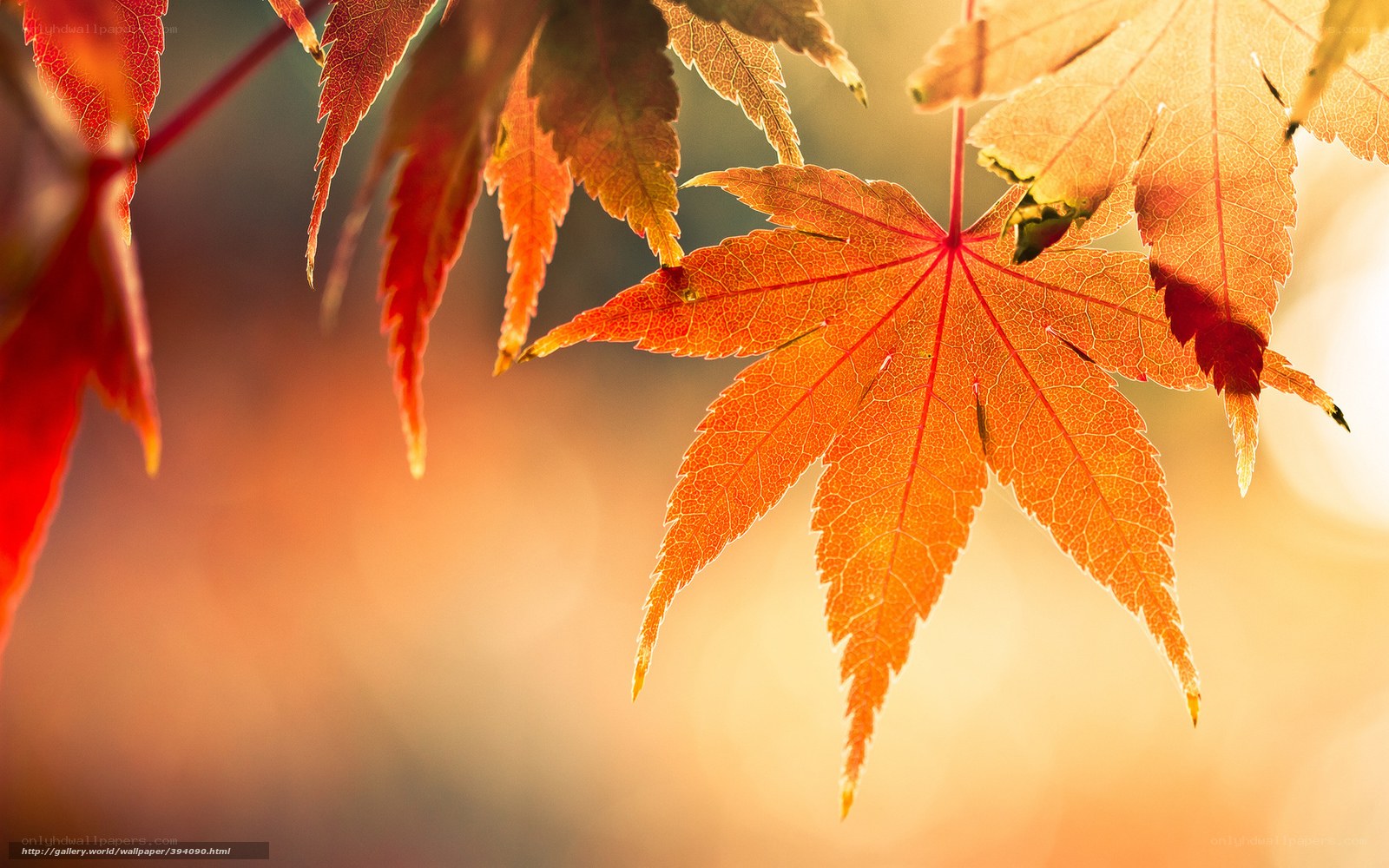 Autumn maple leaf in sunlight