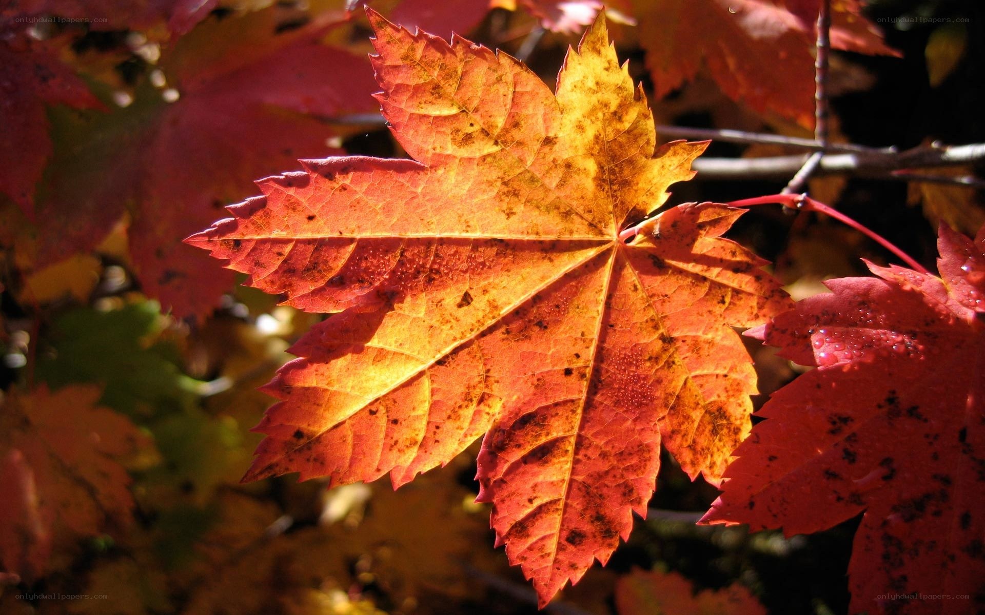 autumn maple leaf in sunlight