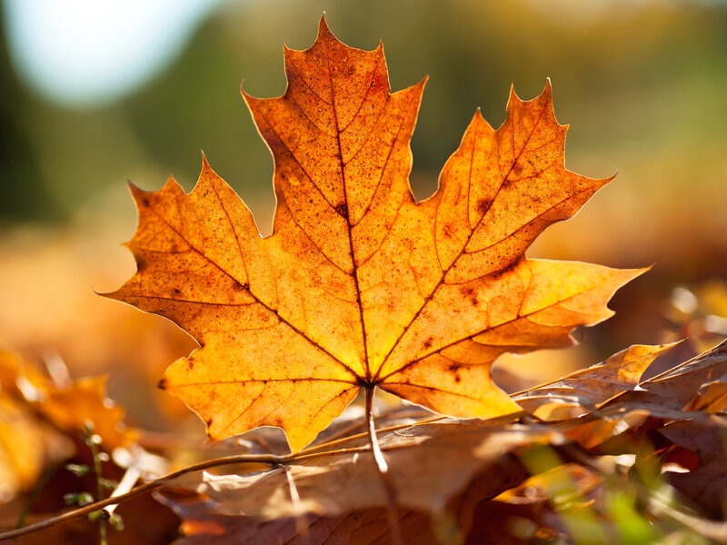 Autumn maple leaf in sunlight