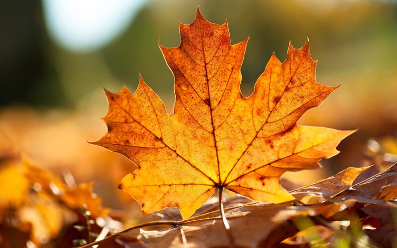 Autumn maple leaf in sunlight
