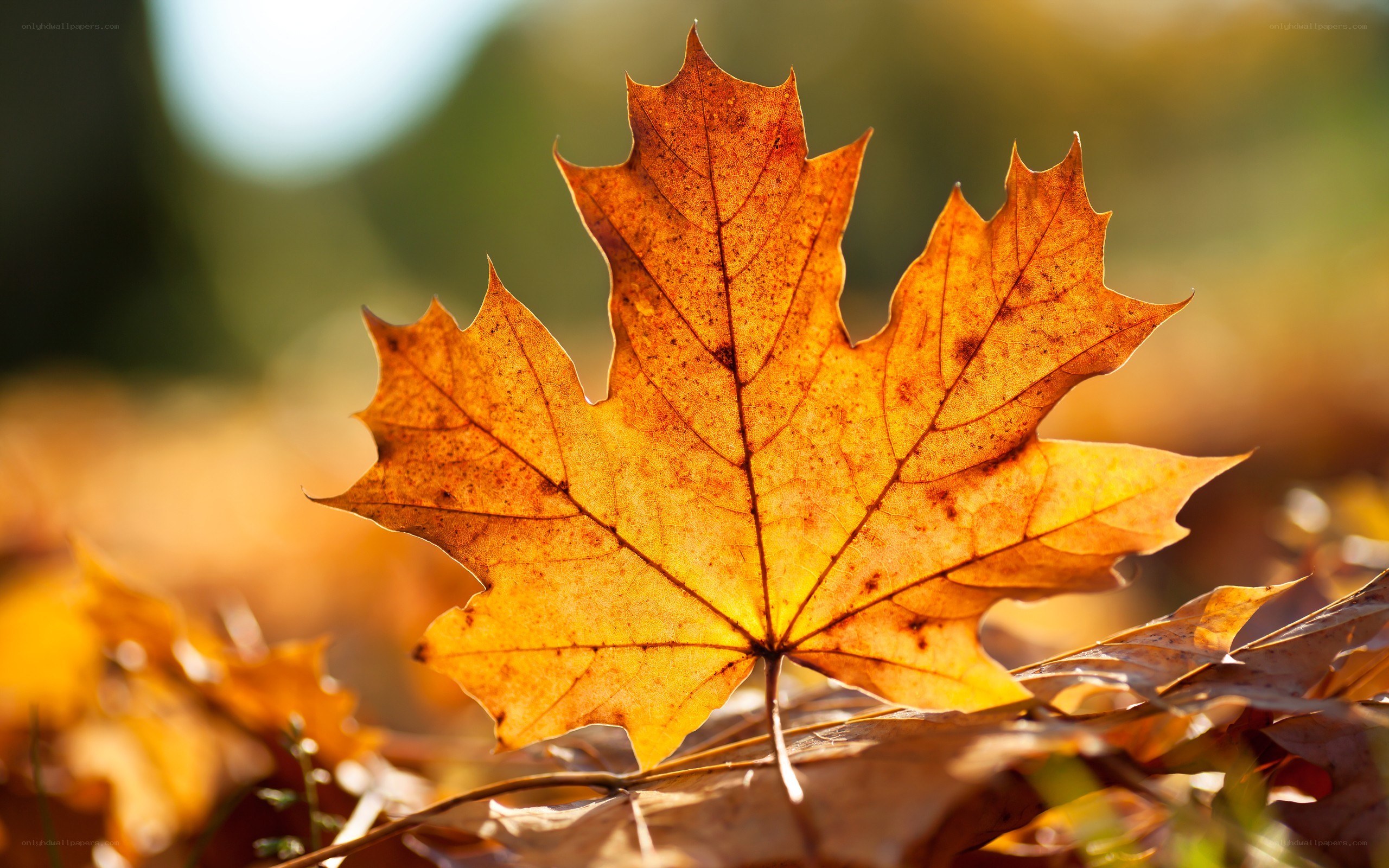 Autumn maple leaf in sunlight