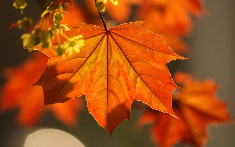 Autumn maple leaf in sunlight