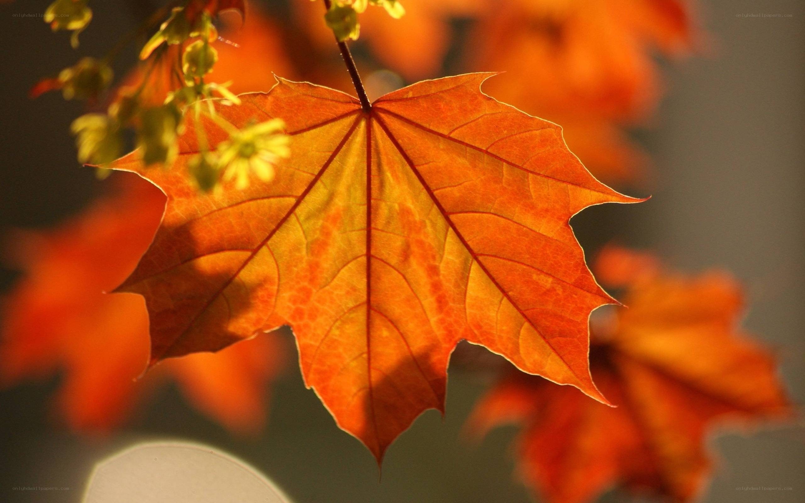 Autumn maple leaf in sunlight