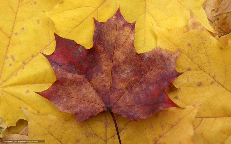 Autumn maple leaf on yellow leaves