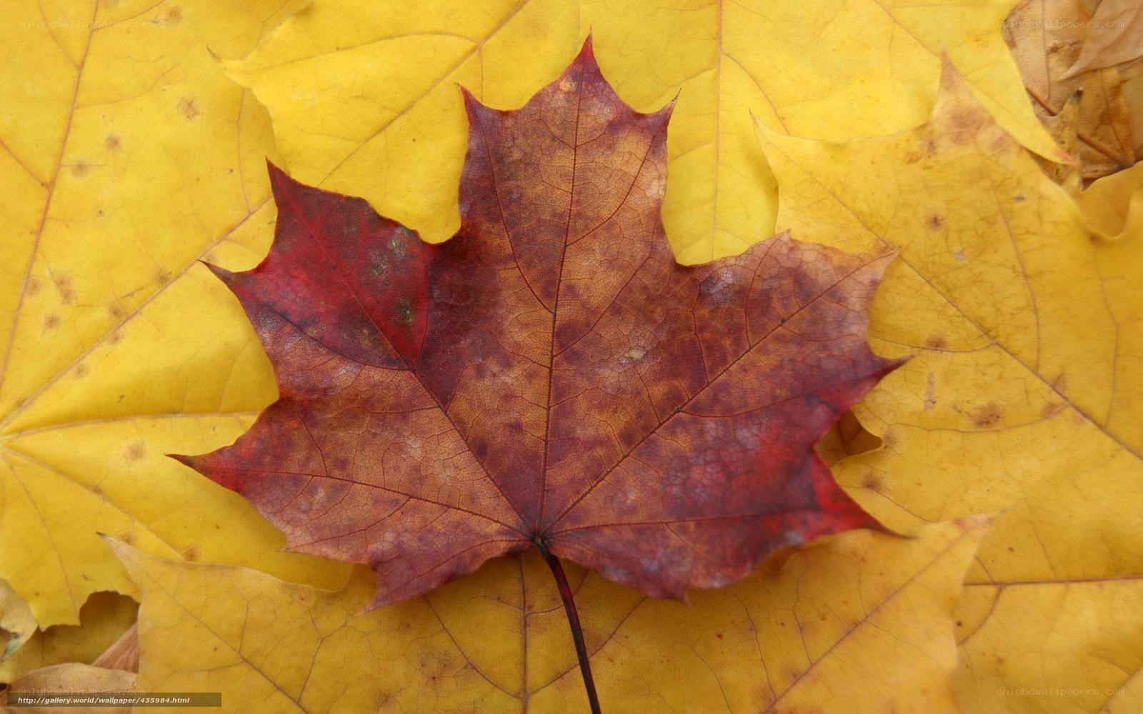 Autumn maple leaf on yellow leaves