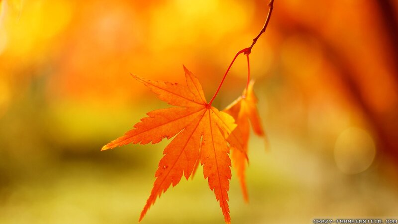 Autumn Maple Leaf — Orange, Serene, Photograph, Branch, Bokeh