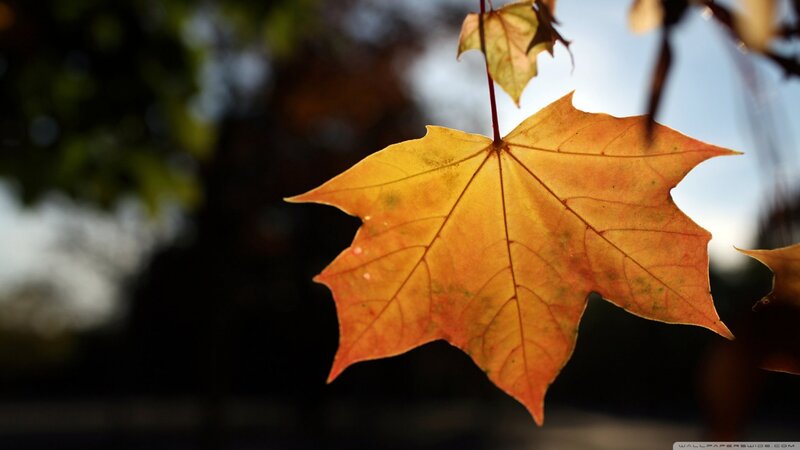 Autumn Maple Leaf — Orange, Serene, Photograph, Branch, Sky