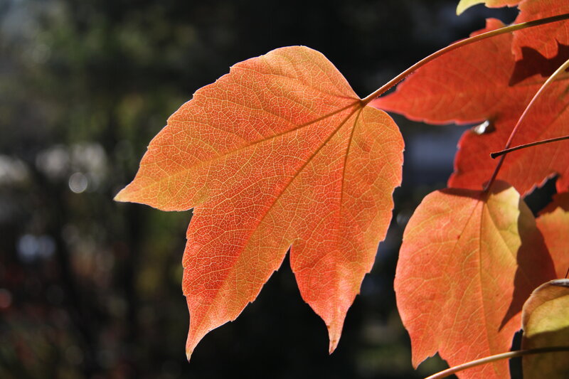 Autumn Maple Leaf — Orange, Serene, Photograph, Branch, Sunlight