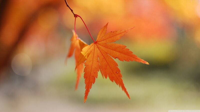 Autumn Maple Leaf — Orange, Serene, Photograph, Branch