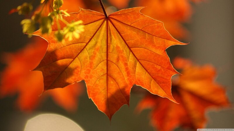 Autumn Maple Leaf — Orange, Serene, Photograph, Flower