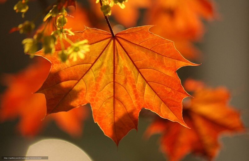 Autumn Maple Leaf — Orange, Serene, Photograph, Flowers, Sunlight