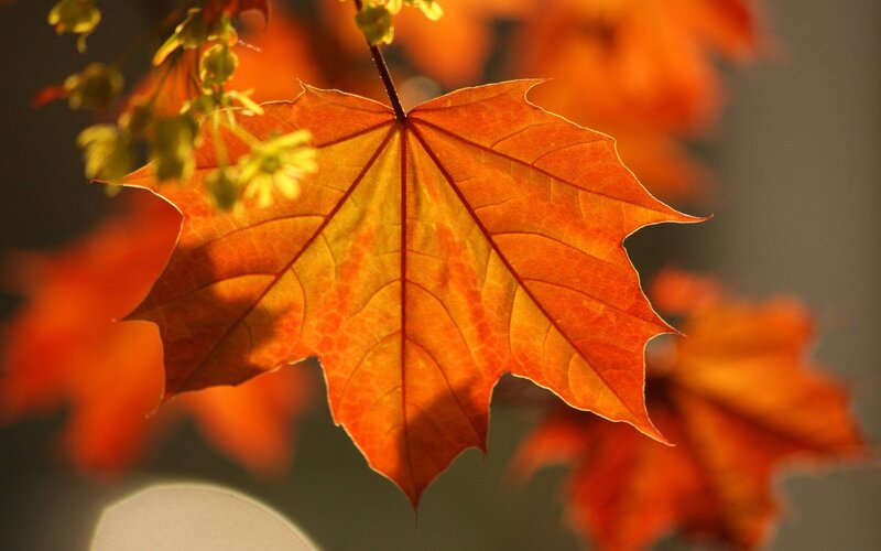 Autumn Maple Leaf — Orange, Serene, Photograph, Flowers