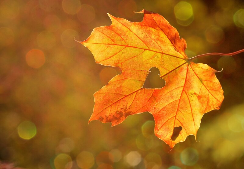 Autumn Maple Leaf — Orange, Serene, Photograph, Heart-shaped Hole