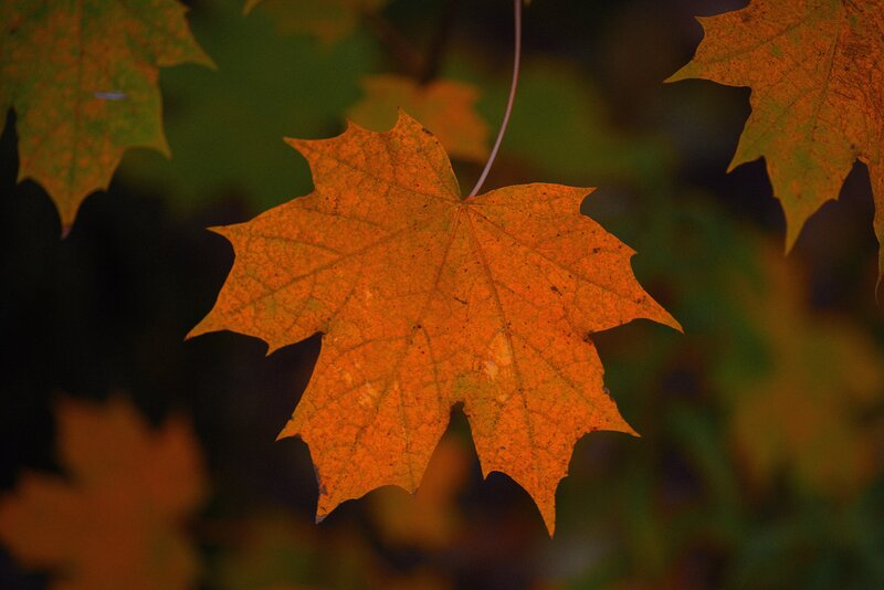 Autumn Maple Leaf — Orange, Serene, Photograph, Stem