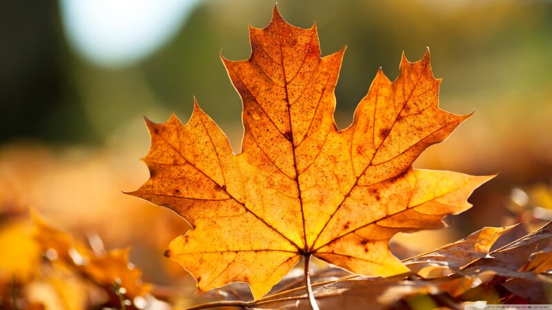 Autumn Maple Leaf — Orange, Serene, Photograph, Sunlight, Ground
