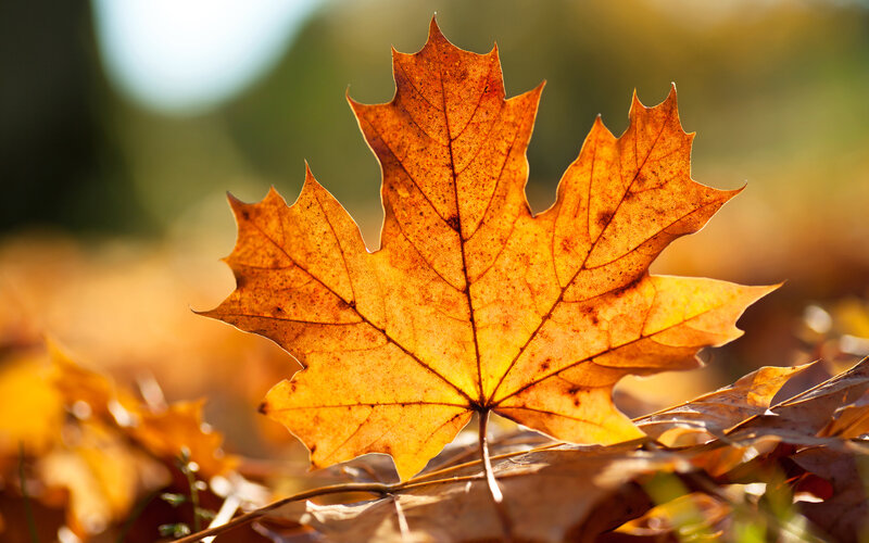 Autumn Maple Leaf — Orange, Serene, Photograph