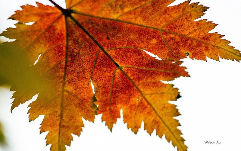 Autumn Maple Leaf — Orange, Serene, Photograph, Veins