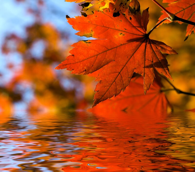 Autumn Maple Leaf — Orange, Serene, Photograph, Water