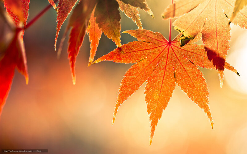 Autumn Maple Leaf — Orange, Serene, Sunset