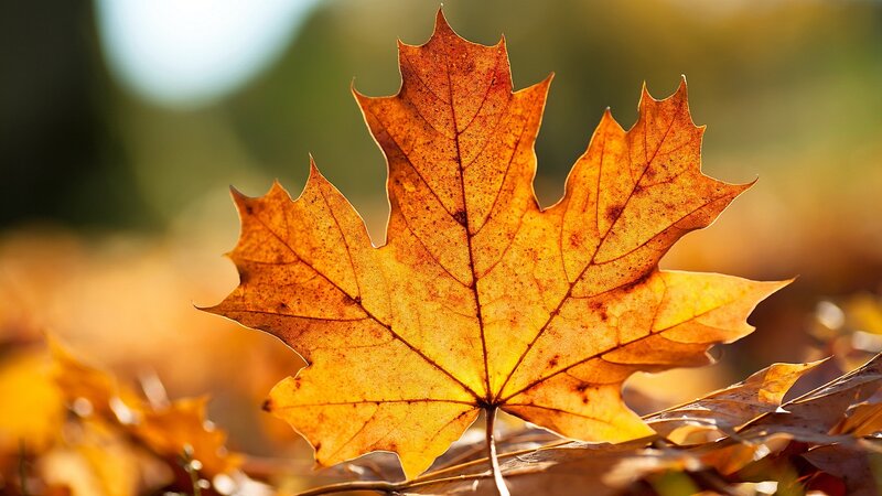 Autumn Maple Leaf — Orange, Serene