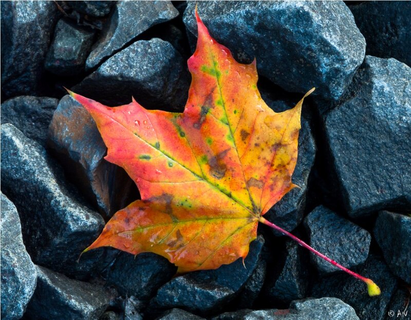 Autumn Maple Leaf — Red, Calm
