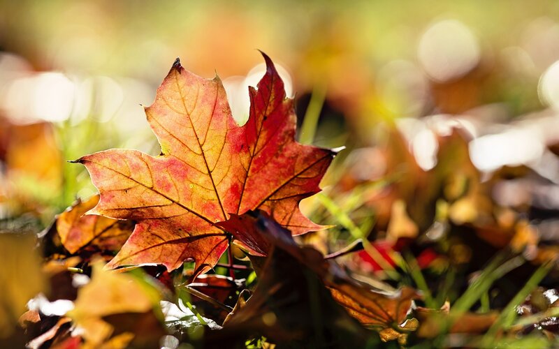 Autumn Maple Leaf — Red, Serene, Photograph, Fallen Leaves