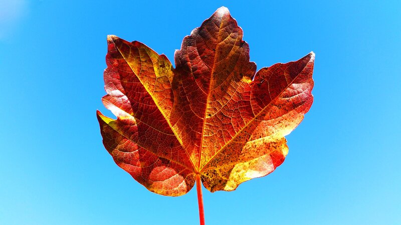 Autumn Maple Leaf — Red, Serene, Photograph, Sky