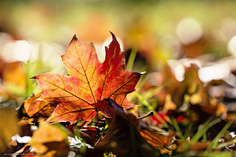 Autumn Maple Leaf — Red, Serene, Photograph