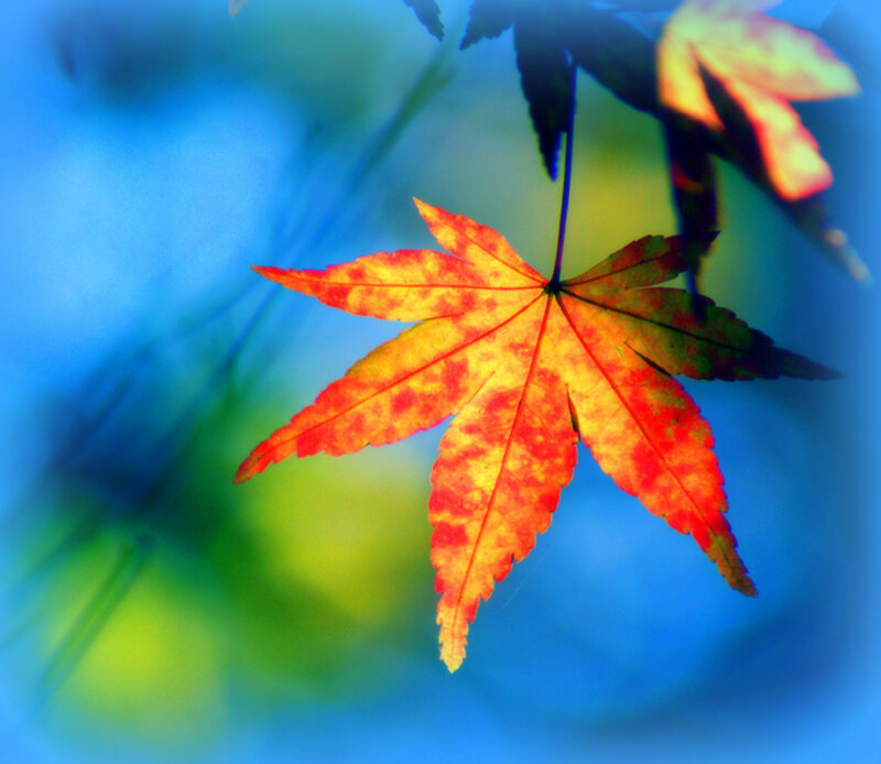 Autumn Maple Leaf — Red, Serene