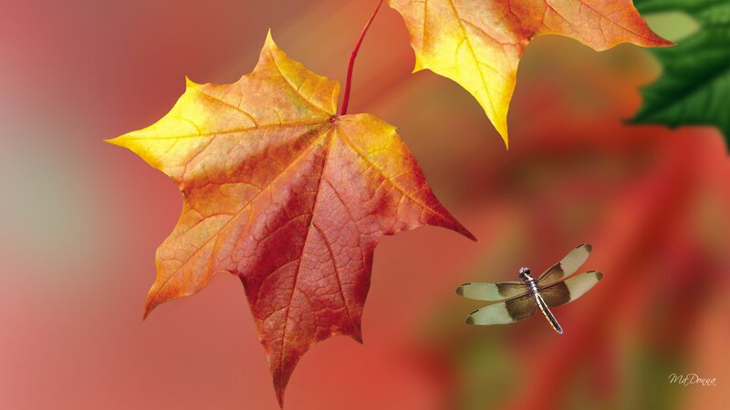 Autumn Maple Leaf — Red