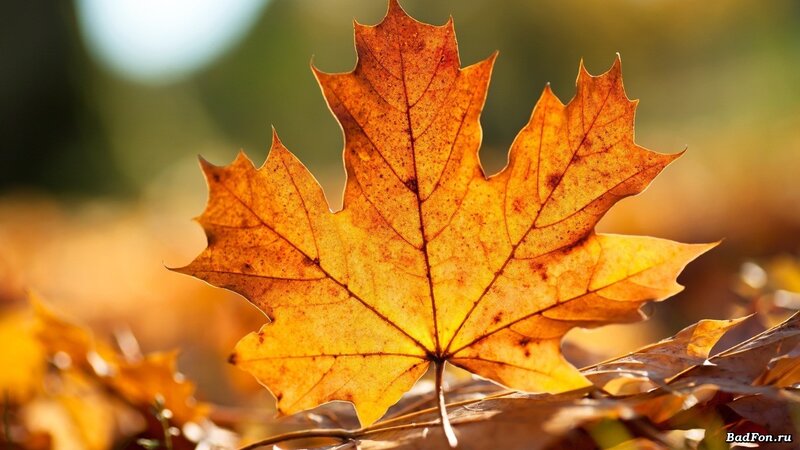 Autumn Maple Leaf — Sunlight