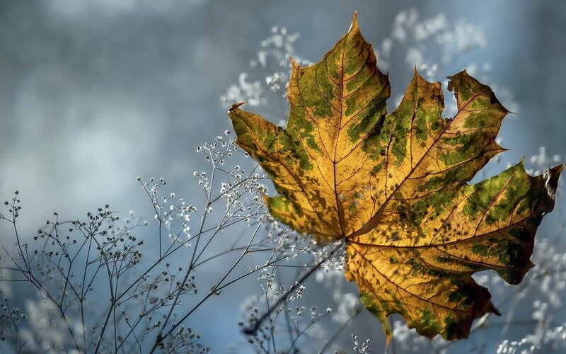 Autumn Maple Leaf — Yellow, Serene, Photograph, Flowers, Sky