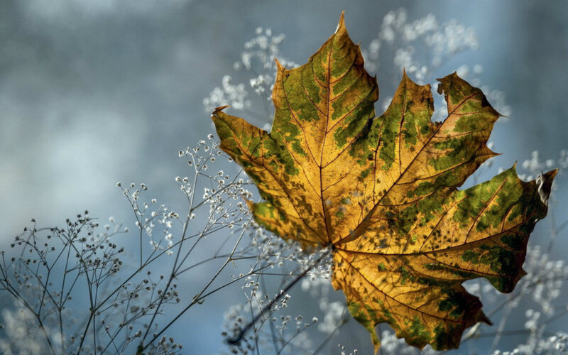 Autumn Maple Leaf — Yellow, Serene, Photograph, Flowers