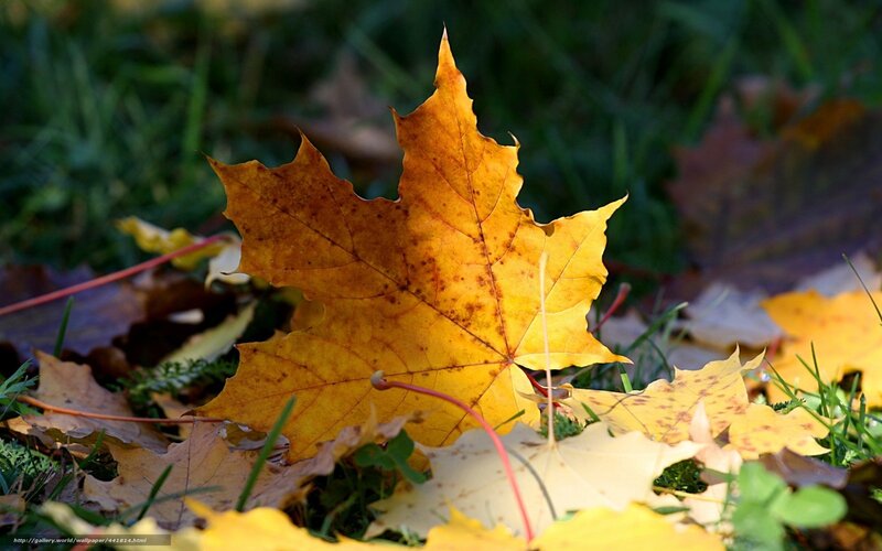Autumn Maple Leaf — Yellow, Serene, Photograph, Grass