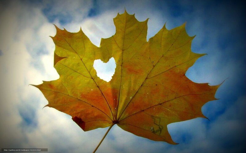 Autumn Maple Leaf — Yellow, Serene, Photograph, Heart Shape