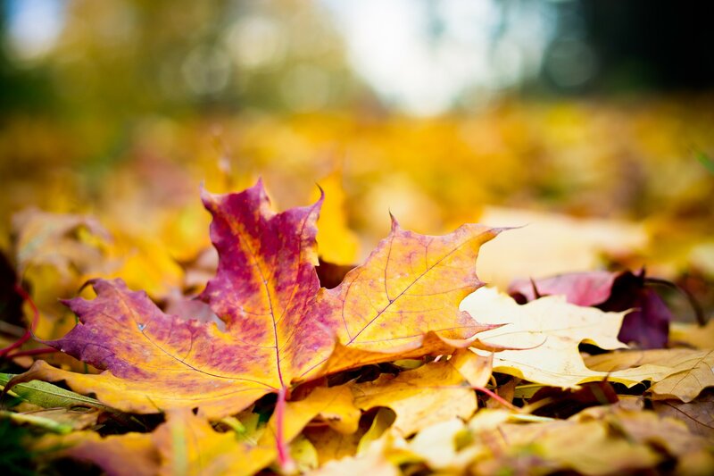 Autumn Maple Leaf — Yellow, Serene, Photograph
