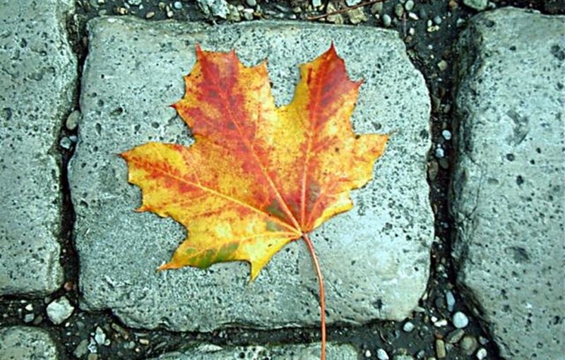 Autumn Maple Leaf — Yellow