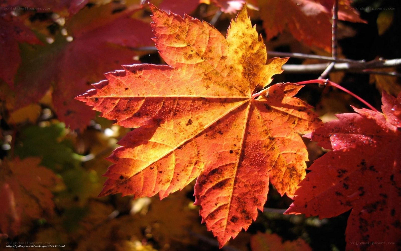 autumn maple leaf